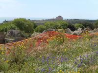 Selinunte - Blick zur Akropolis