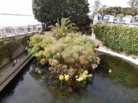Syrakus Süßwasserquelle Aretusa 