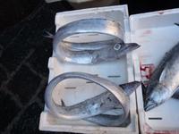 Catania Eingang Fischmarkt- Schwertfisch