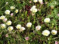 Archeologische Zone Selinunte