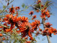 Fiesta Hotel Athenee Palace