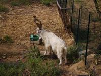 Gergantana - Ziege (ursprünglich aus Agrigento 