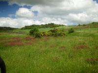 überall herrliche Blumenwiesen
