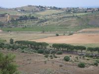 Auf dieser Pinien-Allee sind wir gekommen - Zufahrt zum Tal der Tempel