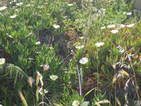 Ausgrabungsstätte Selinunte - Mittagsblumen