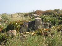 Ausgrabungsstätte Selinunte - Mittagsblumen