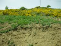 ... der Ginster blüht