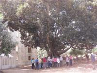 Riesenbäume im Garten des Castellos