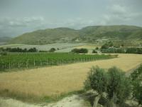 Auf der Rückfahrt von Donnafugata - überall riesige Weinplantagen