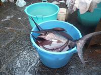 Auf dem Fischmarkt in Catania