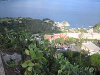 Kakteen wachsen den Hang hinab 