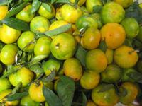 Mandarinen aus der Ebene von Catania 