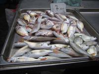 auf dem Fischmarkt von Catania 