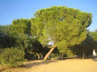 prächtiger alter Baum 