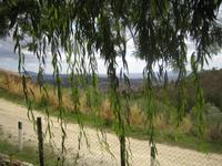 unter Bäumen im Wind 