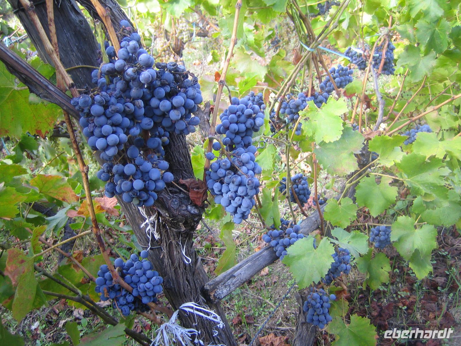 ... glänzen im Sonnenlicht. 