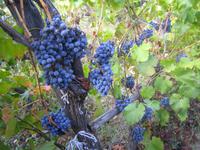 ... glänzen im Sonnenlicht. 