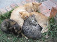 IMG_6890  Katzen überall