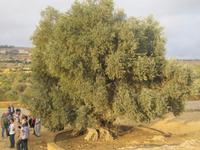 IMG_6935  alter Olivenbaum