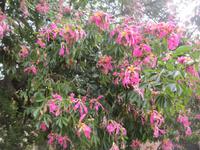 IMG_7004 ind.Seidenbaum