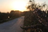 Einfahrt zum Landhaus - Rosmarien