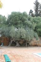 1500 Jahre alter Olivenbaum