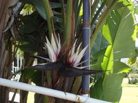 Giardini Naxos - Hotelgarten