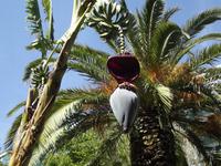 Giardini Naxos - Hotelgarten