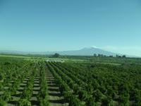 Aus dem Busfenster - Plantagen und Blick auf den Ätna