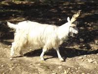 Ziegen im Tal der Tempel