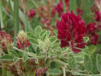 roter Kronen-Süßklee