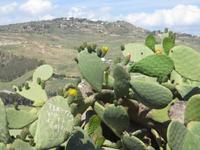 Kakteen im Tal der Tempel