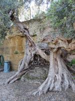 ein 1200 Jahre alter Olivienbaum im Hotel Case di Latomie