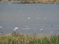 Flamingos