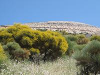 Ginstersträuche am Fuße des Vulcano