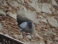 eine Taube macht es sich gemütlich