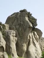 ein Pavian oder doch ein Löwe?