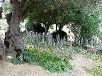  uralter Olivenbaum und blühender Acantus im Tal der Tempel