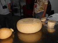 Milchwirtschaft in der Hochebene von Argimusco