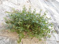  Kapern wachsen aus Mauerritzen