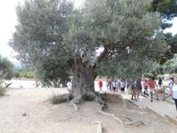  uralter Olivenbaum im Tal der Tempel
