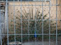  in der Milchwirtschaft gibt es viele Tiere:Begrüßung durch den Pfau