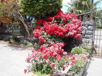  Rosenbusch in der Latomie.