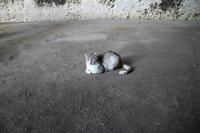 Ohr des Dionysios, der 