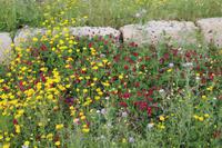 Blütenpracht in Selinunte