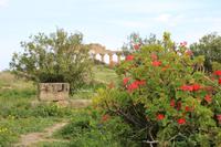 Tempelanlage in Selinunte