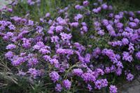 Blütenpracht von Sizilien