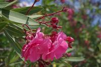 Archäologische Zone Syrakus