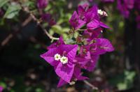 Archäologische Zone Syrakus