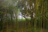 Archäologische Zone Syrakus